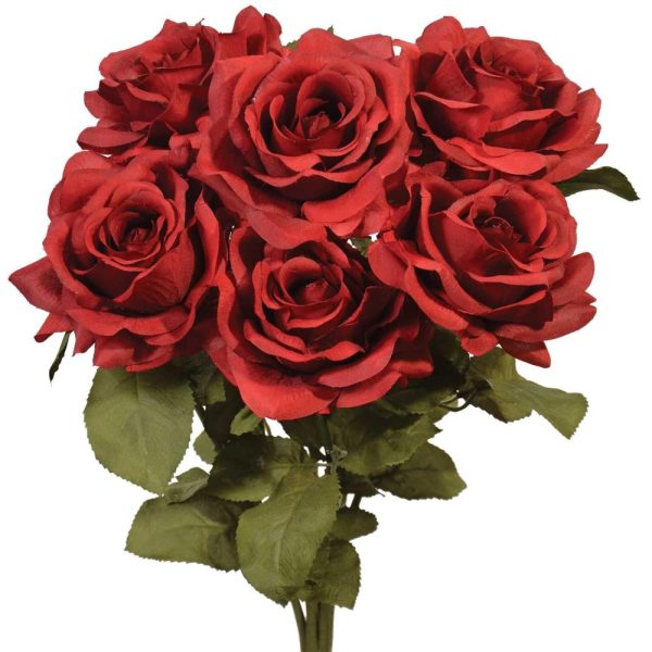 Premium Open Rose Bush x6, 20" Garnet | Pioneer Wholesale Single Variety Flower Bushes