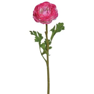 Premium Ranunculus Stem 19" Beauty | Pioneer Wholesale Other Stems