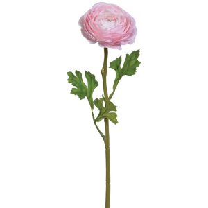 Premium Ranunculus Stem 19" Light Pink | Pioneer Wholesale Other Stems