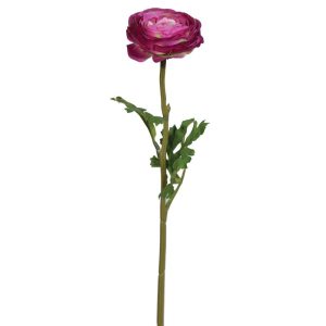 Premium Ranunculus Stem 19" Orchid | Pioneer Wholesale Premium Stems