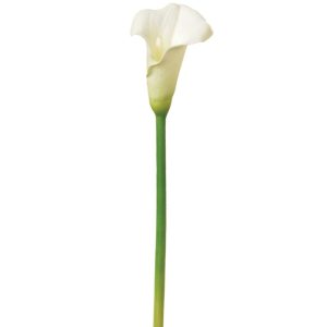 Real Touch Calla Lily Stem 19" White | Pioneer Wholesale Calla Lily Stems