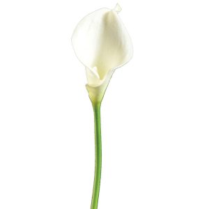 Real Touch Mini Calla Lily Stem 15" White | Pioneer Wholesale Premium Stems