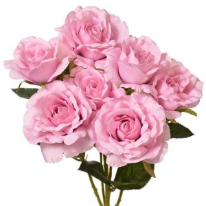 Rose Bush x5 (with 7 blooms), 20" Pink | Pioneer Wholesale Single Variety Flower Bushes