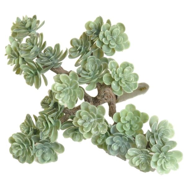 Sedum Pick 5" Dusty Green | Pioneer Wholesale Succulents