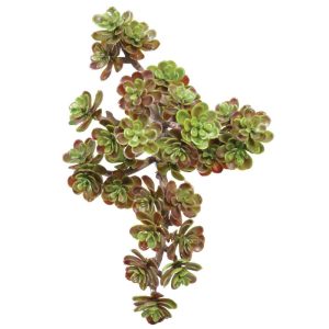 Sedum Pick 5" Green/Burgundy | Pioneer Wholesale Succulents