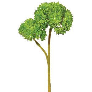 Sedum Pick 8" Green | Pioneer Wholesale Succulents