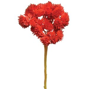 Sedum Pick 8" Red | Pioneer Wholesale Succulents