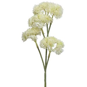 Sedum Spray 12" Cream | Pioneer Wholesale Succulents