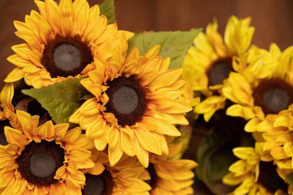 Sunflower Bush x7, 17" Yellow | Pioneer Wholesale Single Variety Flower Bushes