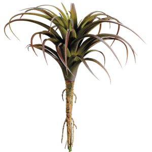 Tillandsia Pick 8" Green/Burgundy | Pioneer Wholesale Succulents