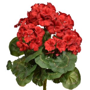 Value Geranium Bush x7, 12" Red | Pioneer Wholesale Single Variety Flower Bushes