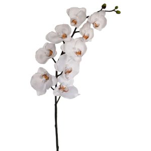 Value Phalaenopsis Orchid Stem 31.5" White | Pioneer Wholesale Orchid Stems