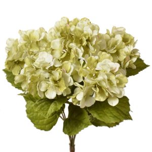 Hydrangea Bush x5, 17" Spring Green | Pioneer Wholesale Single Variety Flower Bushes