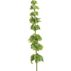 Bells of Ireland Stem 29" Green | Pioneer Wholesale Other Stems