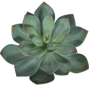 Echeveria Pick 6" Green/Gray | Pioneer Wholesale Succulents